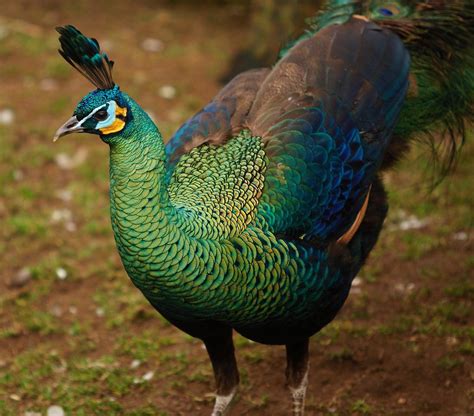 マクジャク (真孔雀) Green peafowl (Pavo muticus) | Pet birds, Beautiful birds, Peafowl