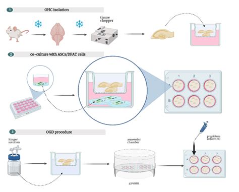 Steps of performed ex vivo experiments. The scheme was made in ...