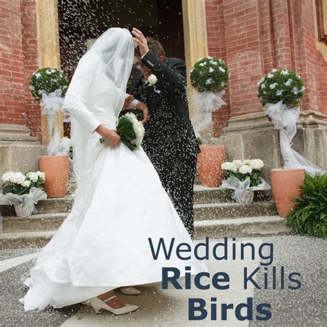 Does Wedding Rice Kill Birds? - Don't Believe That!