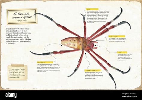 Spider anatomy hi-res stock photography and images - Alamy