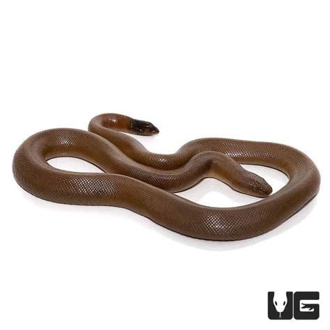 Rubber Boa For Sale - Underground reptiles