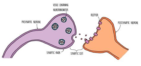 Synapse Diagram Gcse