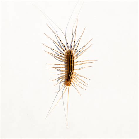 House Centipede Identification, Habits & Behavior | Florida Pest Control