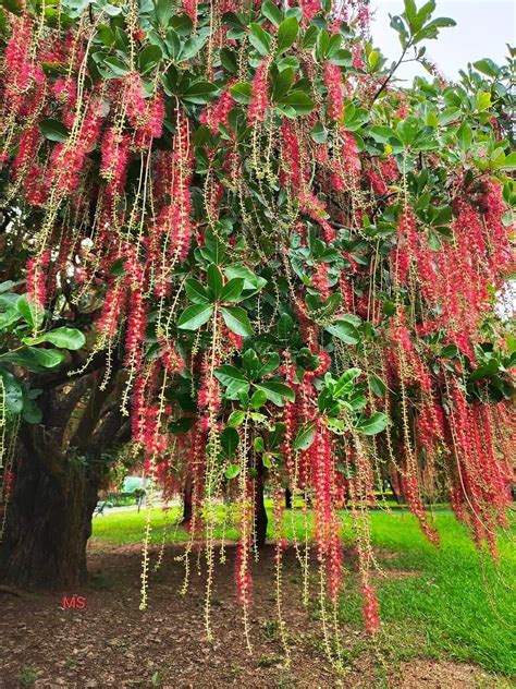 Barringtonia Acutangula Indian Oak Tree (Red Flower) Plant – Seed2Plant