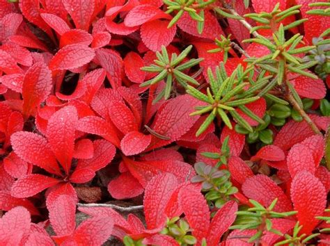 Red Bearberry - in winter - good ground cover - Red and Green | Flower ...