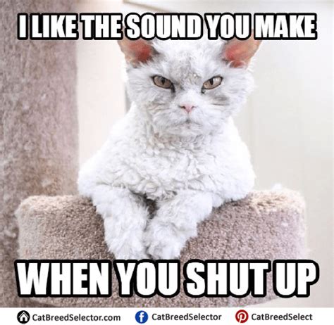 Angry Cat Memes – Cat Breed Selector