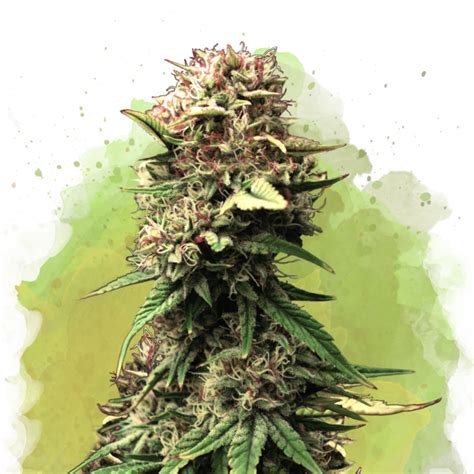 Buy Jock Horror Autoflower seeds – Nirvana Shop