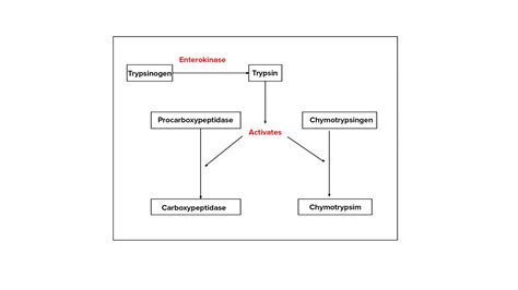 What is the Enterokinase involved in?