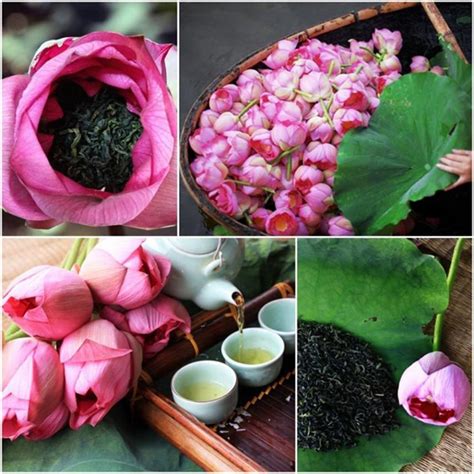 Lotus Tea: Best Souvenir from Hanoi | Travelvui