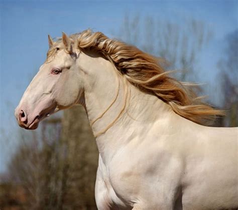 Lusitano stallion, Champagne. Double pearl on bay. Indistinguishable from perlino without ...