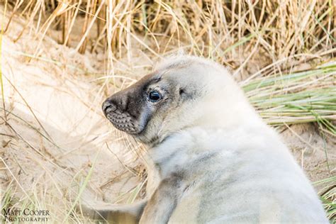 Fluffy Seal Pup | Website: www.mattcooperphotography.org.uk … | Flickr