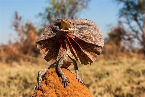 The Frilled Lizard: Enclosure Setup and Feeding