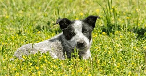 Texas Heeler - Breed Characteristics & Care