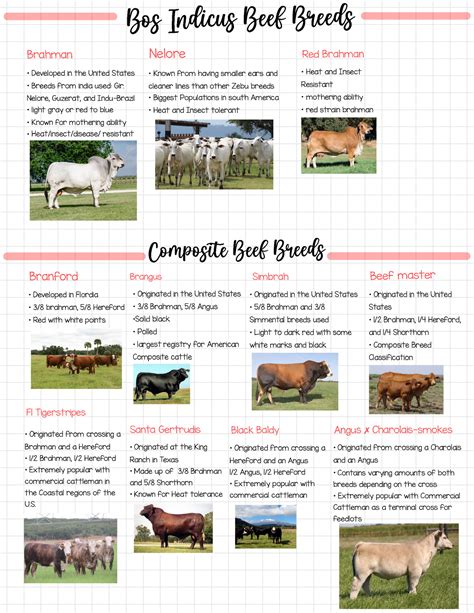 cattle breeds 2 - Bos Indicus Beef Breeds Brahman Developed in the ...