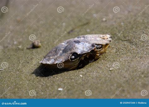 Shell of a Dead Crab on the Sand Stock Photo - Image of ocean, scene ...