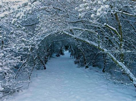 Winter In Caithness December 2010 : 11 of 26 :: Narnia In Dunnet Forest ...