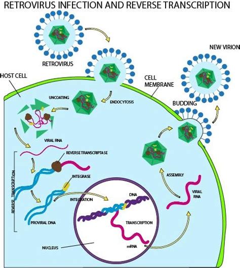 Retrovirus Definition, Examples, Diseases, Replication,, 51% OFF