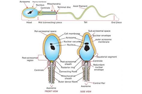 RPL Vs Sperm DNA Fragmentation | Okilab