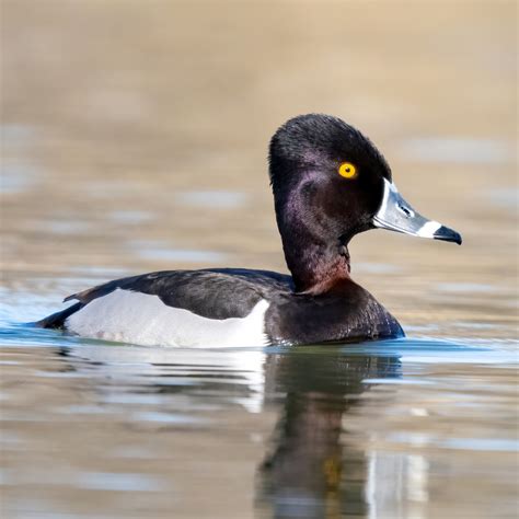 Ring-necked Duck — Eastside Audubon Society