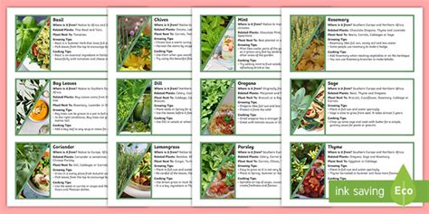 School Garden Herbs Fact Cards (teacher made)