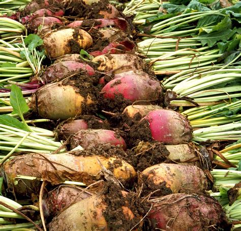 Sugar beet | Description, Plant, Sugar, Cultivation, & Facts | Britannica