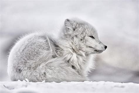 White Fox Art | Lonely – Ejaz Khan Fine Art Photography