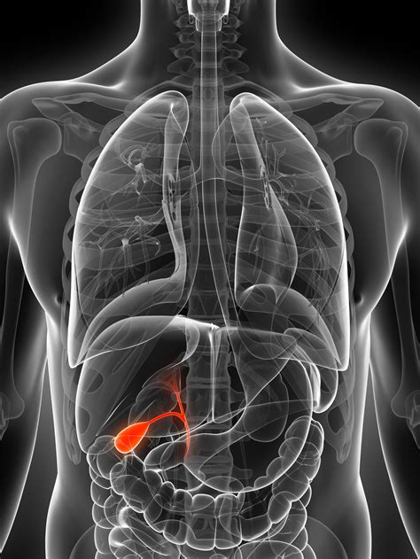 What Does the Gallbladder Do and What Causes Gallstones? | GHA