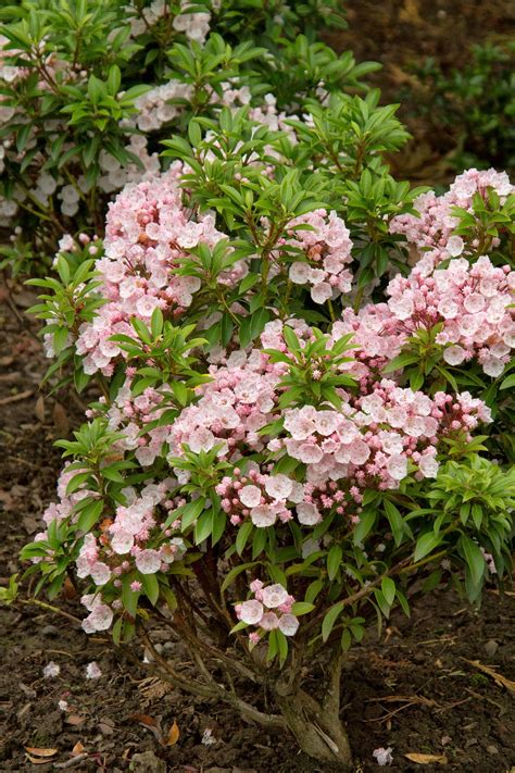 Dwarf Flowering Shrubs For Shade