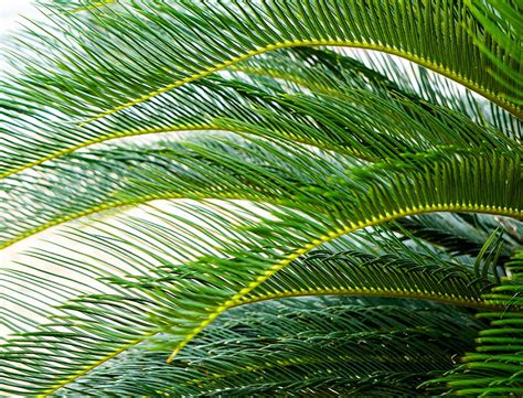 Pygmy Date Palm Guide: How to Grow & Care for “Phoenix roebelenii”