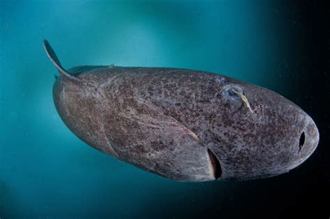 This Greenland shark is awesome but it is not actually full of pee - The Verge