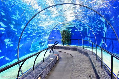 Shanghai Ocean Aquarium (Map, Images and Tips) | Seeker