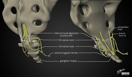 Coccygeal plexus | Radiology Reference Article | Radiopaedia.org