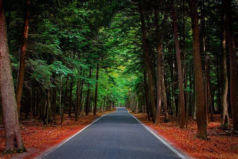 Panoramio - Photo of Through The Woods 0832 | Tunnel of trees michigan, Michigan travel, Scenic ...