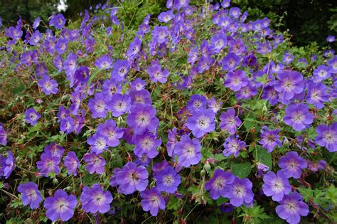 Geranium ‘Rozanne’ – PlantRight