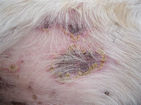 Epidermal collarettes - dog