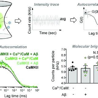 Ab does not disrupt CaMKII holoenzyme structure (A) Diffusion of... | Download Scientific Diagram