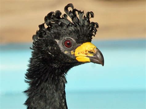 Cracidae - Curassows -- Discover Life