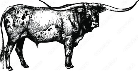 Texas Longhorn Clipart | Longhorn, Beef cow, Longhorn cattle - Clip Art ...