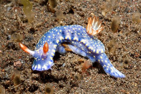 Fakte befasuese nudibranch