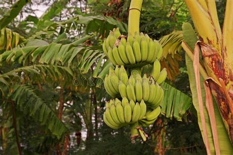 Banana production orchard stock image. Image of food - 105560373