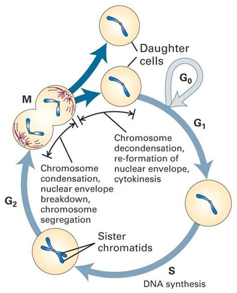 Cell Proliferation and Viability | ABP Biosciences