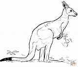 Kangaroo coloring Page  Free Printable Coloring Pages sketch template