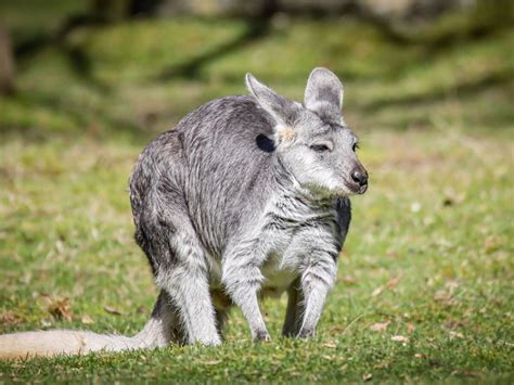 Kakadu National Park: Where to See Wallabies, Crocs and More