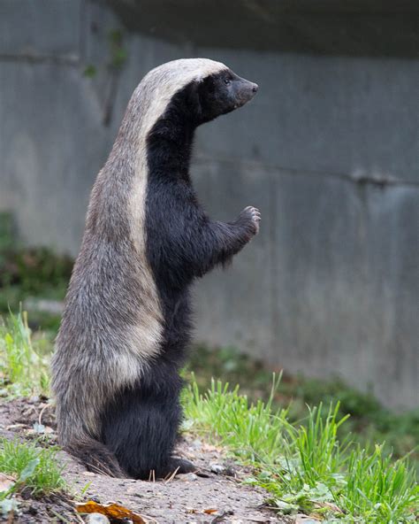 Ratel / honey badger : Howletts : 14 Oct 2014 - ZooChat