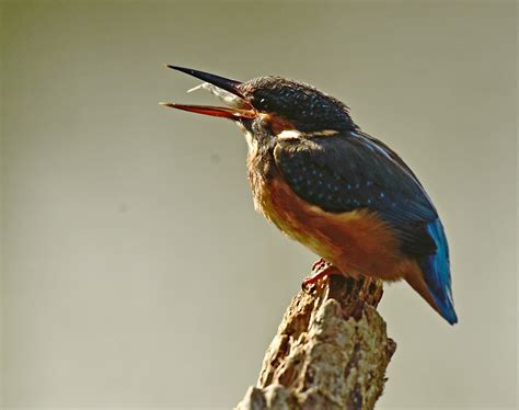 Alan James Photography : Kingfisher close ups