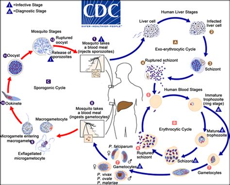 Re-Emergence of Malaria in Malaysia: A Review Article