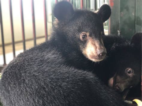 FOUR PAWS Rescues Two Asiatic Black Bear Cubs From The Illegal Wildlife ...