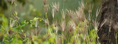 Australia-wide Weed Identification Page