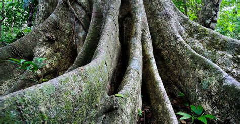 The weeping Lacandon Jungle – Selva Lacandona – Planetfond e.V. – betterplace.org