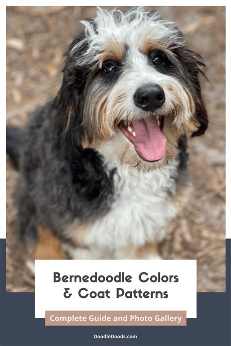 Bernedoodle Colors & Coat Patterns: Complete Guide and Photo Gallery